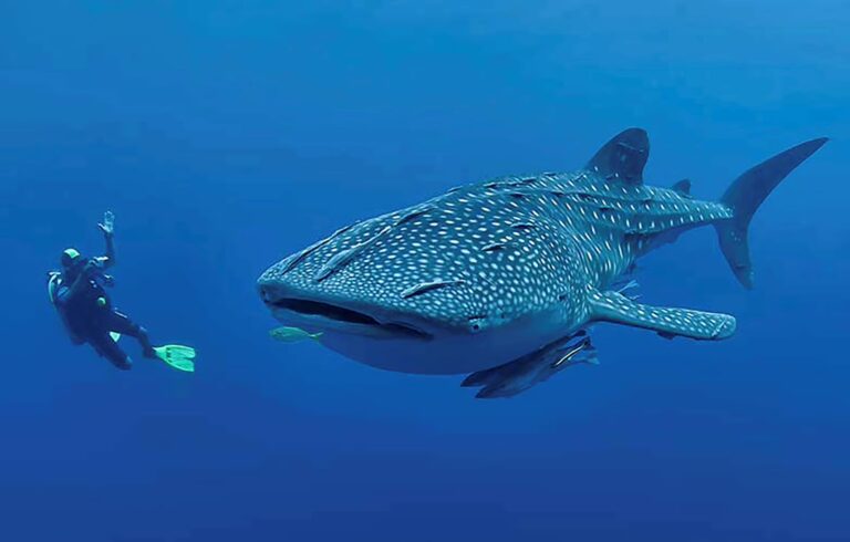 Whale Shark Encounters: A Guide to Saleh Bay’s Underwater Paradise