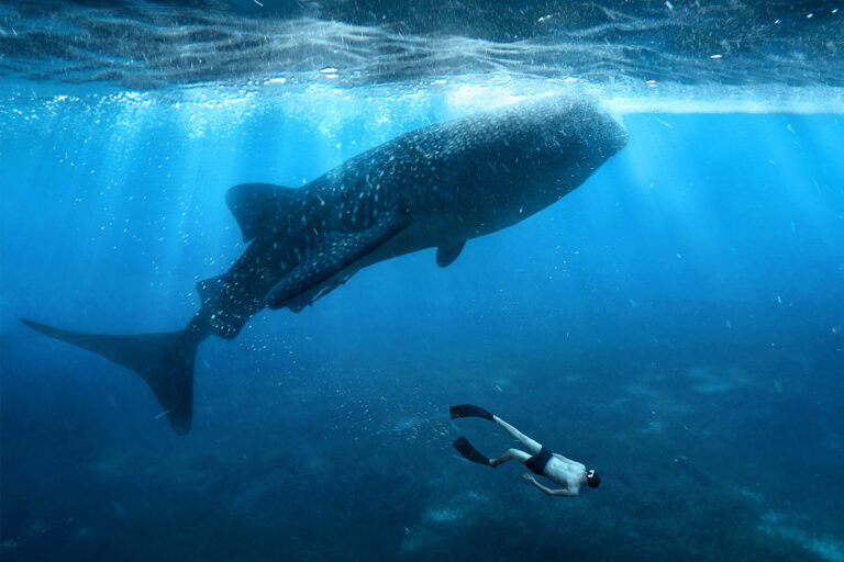Discovering the Wonders of the Sumbawa Whale Shark: A Journey into Indonesia’s Marine Paradise