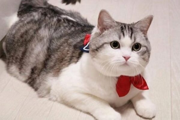 Kesehatan Kucing: Panduan Merawat Si Manis agar Tetap Sehat dan Bahagia